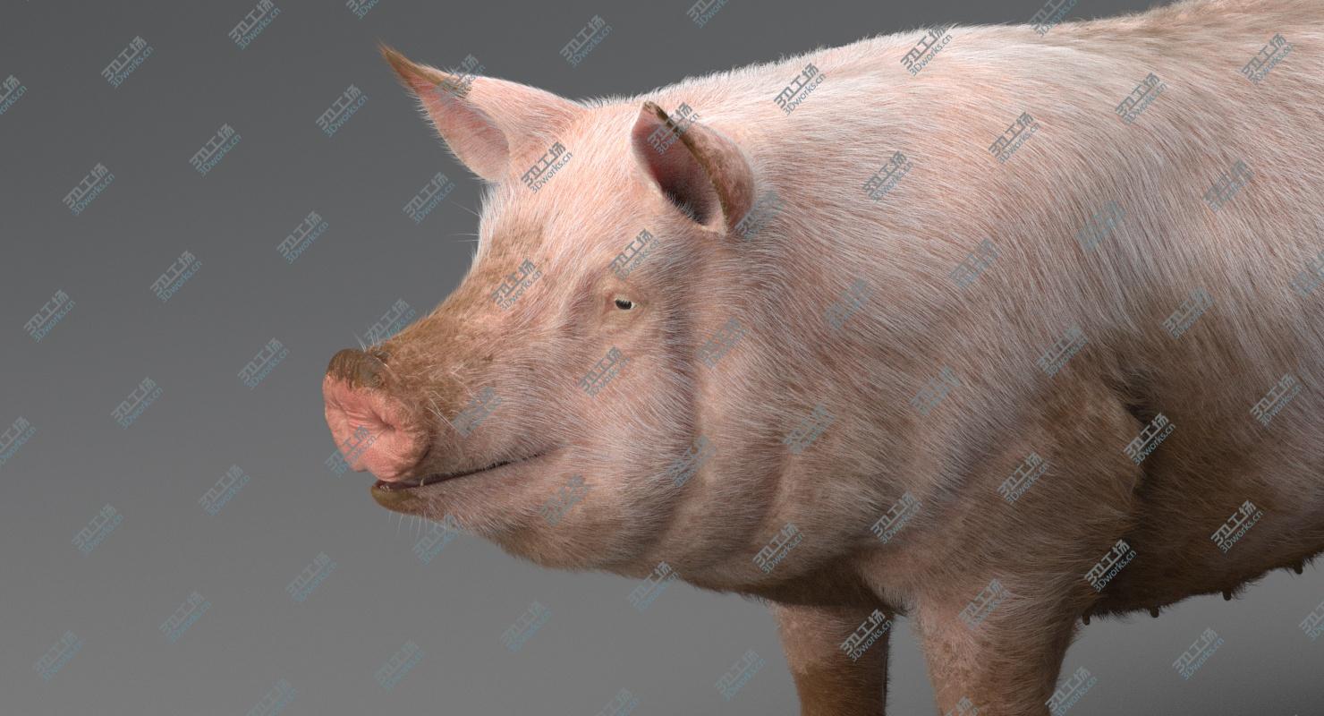 images/goods_img/2021040161/Pig 3D model/5.jpg